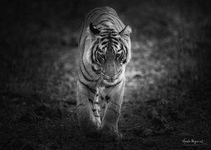 DSC_8796-Edit-1.jpg