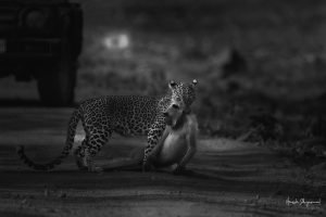 DSC_9334-Edit-1.jpg