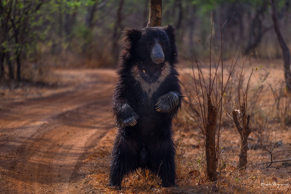 The Dancing Sloth Bear of Tadoba